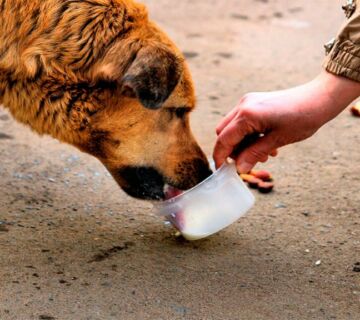 Добрые поступки под силу каждому